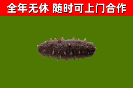 墨江烟酒回收干海参.jpg